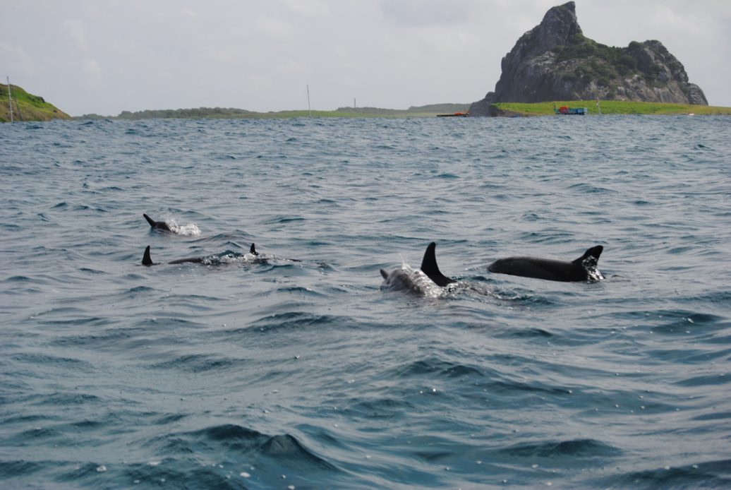 Avistamiento delfines