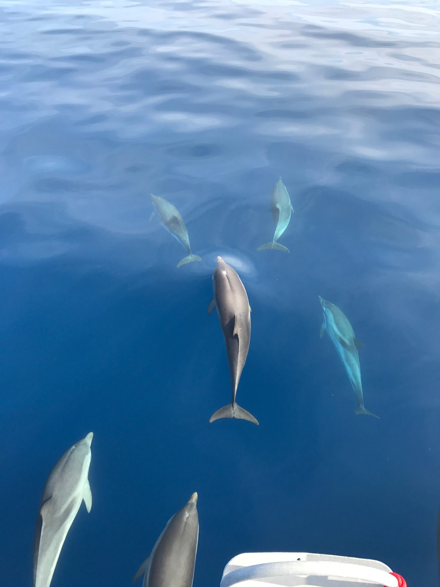 Avistar delfines