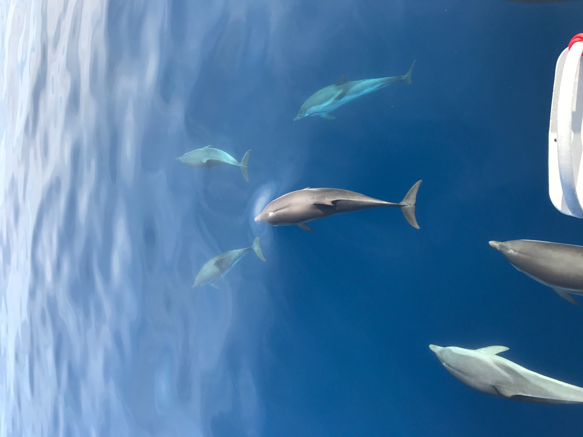 Avistar delfines