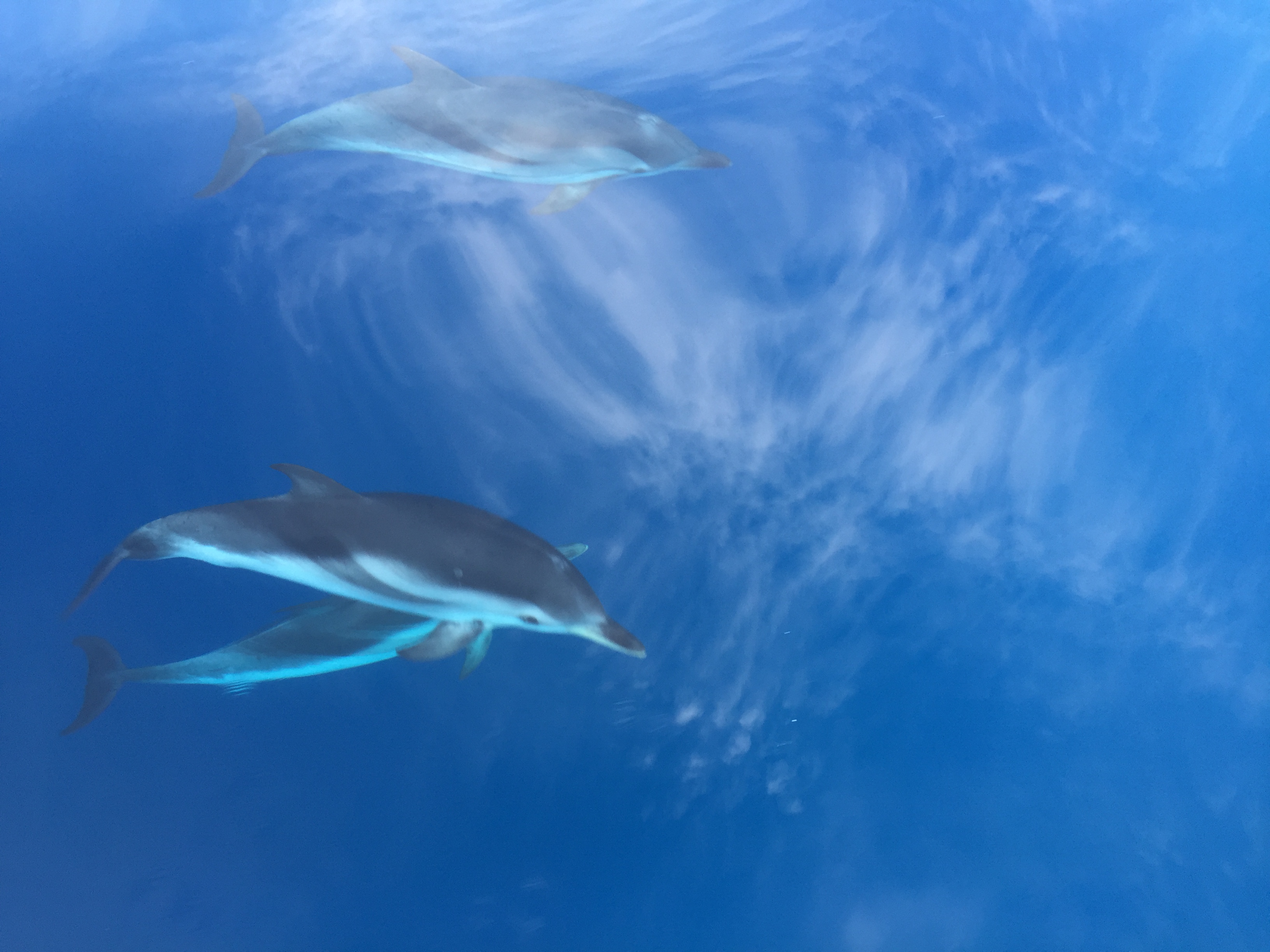 Avistar delfines