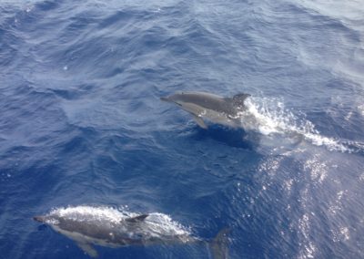delfines comunes
