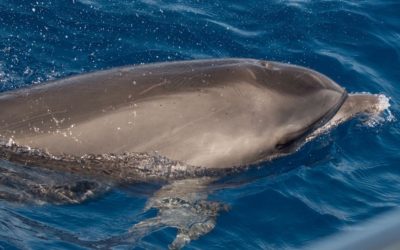 Compañeros de viaje en velero por el Mediterráneo: cetáceos, aves marinas y tortugas