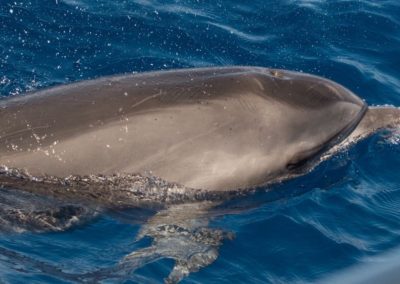 delfín mular