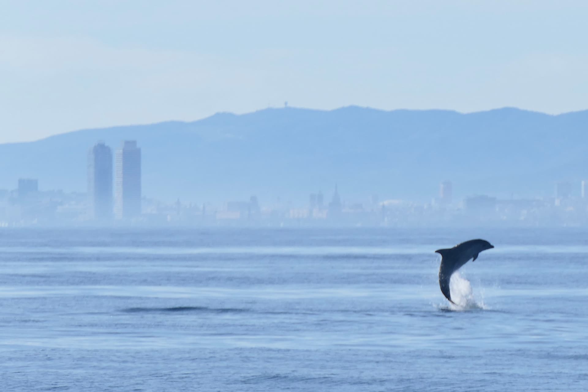Avistamiento de cetáceos Mediterráneo - Son a mar