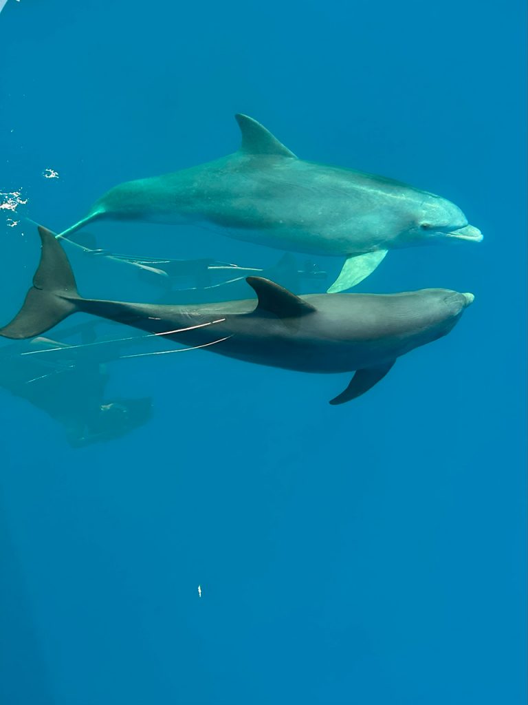 Cetaceos-avistamiento-Sonamar Avistamiento de cetáceos - Sonamar