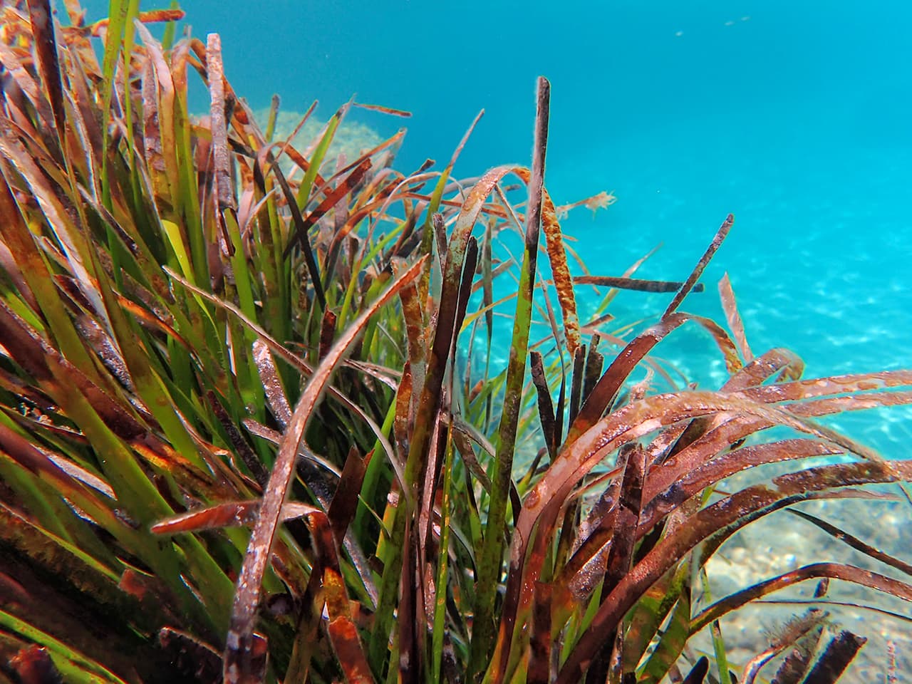 Posidonia Mediterráneo Menorca - Sonamar